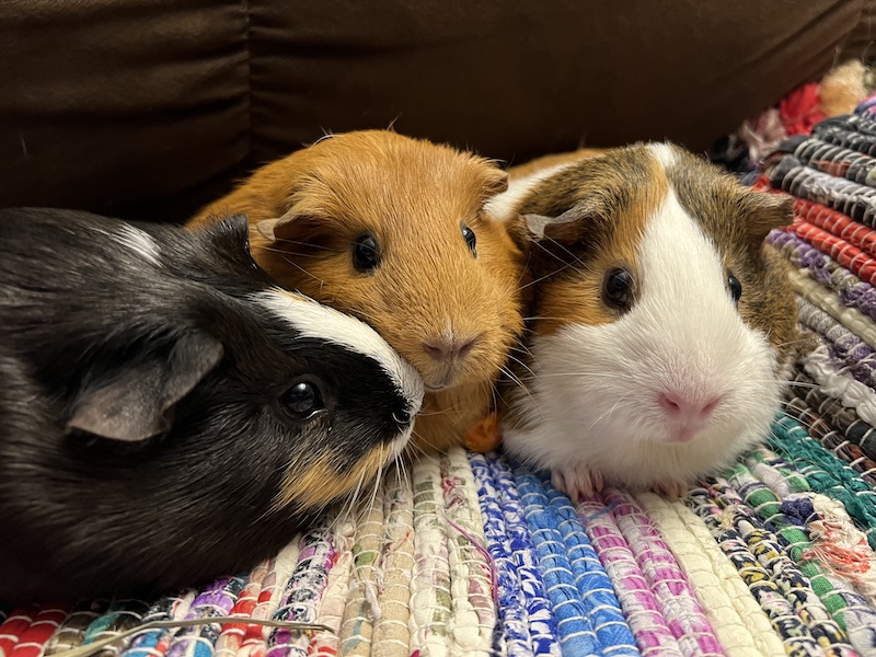 Buttercup, Blossom, and Bubbles the guinea pigs